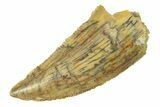 Serrated, Raptor Tooth - Real Dinosaur Tooth #294602-1